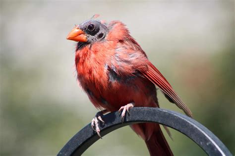 Cardinal - A-Z Animals