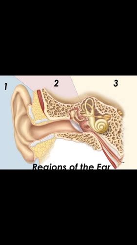 Special Senses Equilibrium Hearing Gustation And Olfaction Flashcards