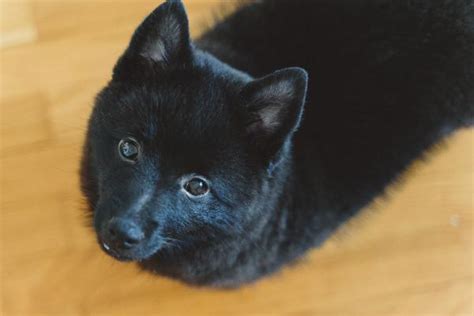 Razas De Perros Que Parecen Zorros Con Fotos Te Sorprender N