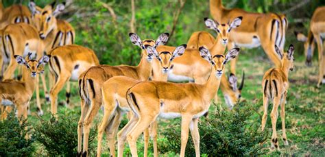 Visit Lake Mburo National Park Lake Mburo National Park Uganda