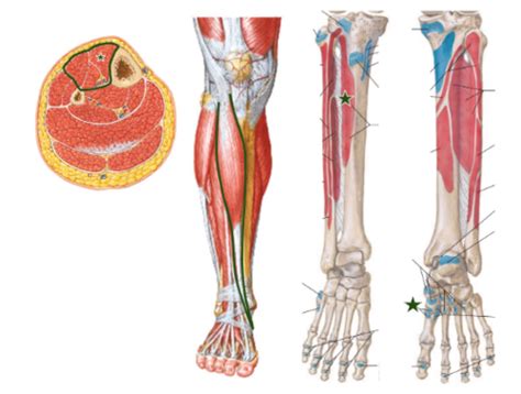 ANATOMY- Distal LE (Myology) Flashcards | Quizlet