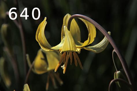 Palmblättrige Nieswurz Helleborus foetidus Euregio im Bild