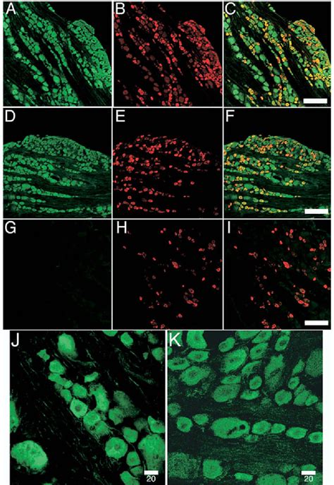 Figure 2 From The RNA Binding And Transport Proteins Staufen And