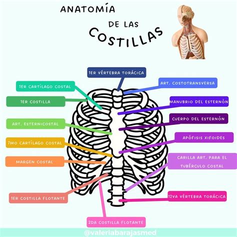 Anatom A De Las Costillas Costillas Anatomia Anatom A Anatomia