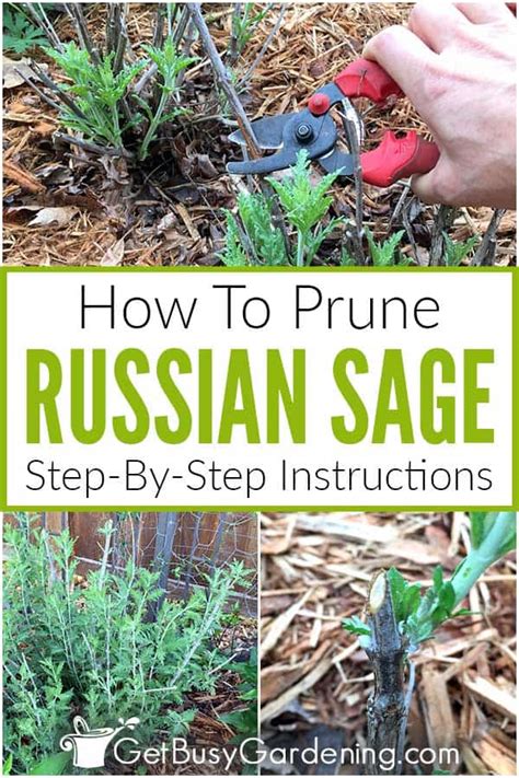 Pruning Russian Sage Step By Step Instructions Get Busy Gardening