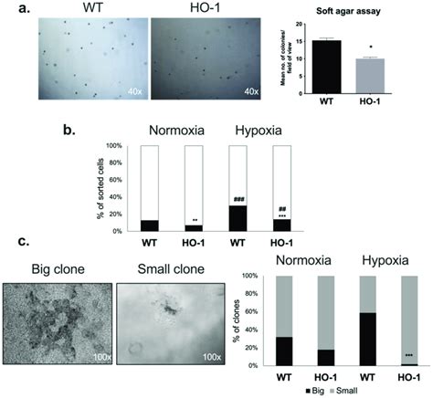 Effect Of HO 1 Overexpression On The Clonogenic Potential Of B16 F10