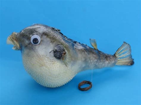 5 Inches Real Preserved Dried Puffer Fish With A Hanger For Display