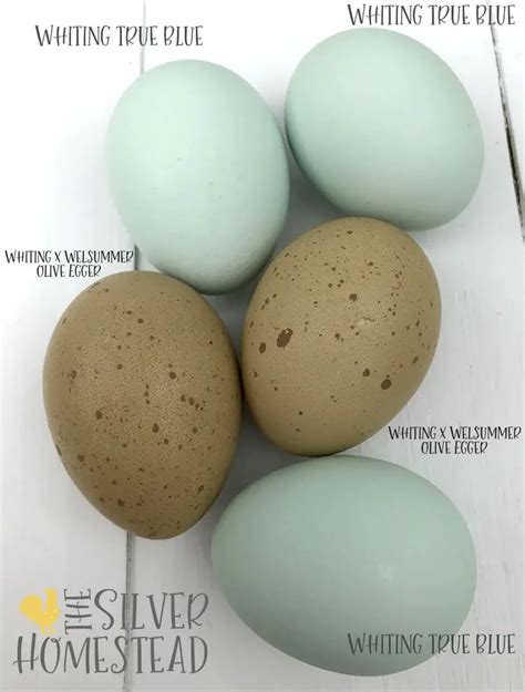 Chicken Egg Colors By Breed Silver Homestead