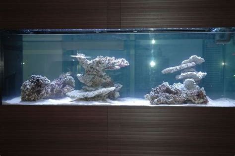 Aquascaping Show Your Skills Reef Central Online Community