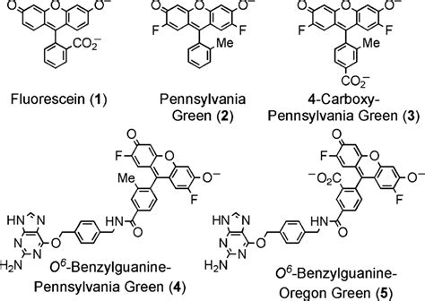 Structures Of Fluorophores And Molecular Probes In Ionization States Download Scientific