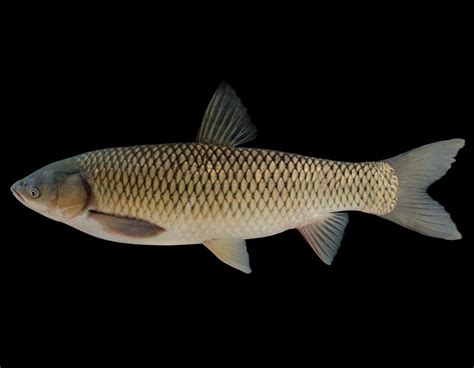 How Big Do Grass Carp Get In A Pond Size Secrets Unveiled