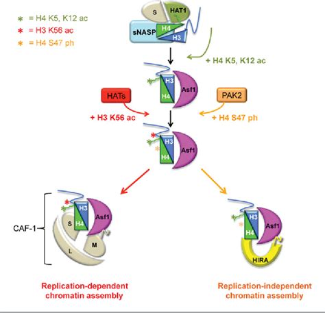 Figure 1 From Histone Transfer Among Chaperones Semantic Scholar