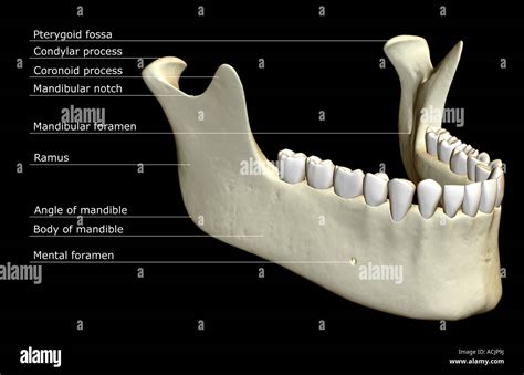 Mandibular Foramen Nerve