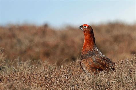 Wildlife And Landscapes Stunning Red Grouse