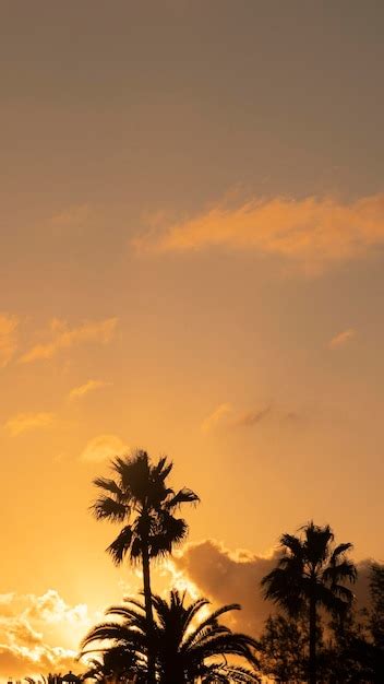 Siluetas Retroiluminadas De Palmera Al Atardecer Foto Premium