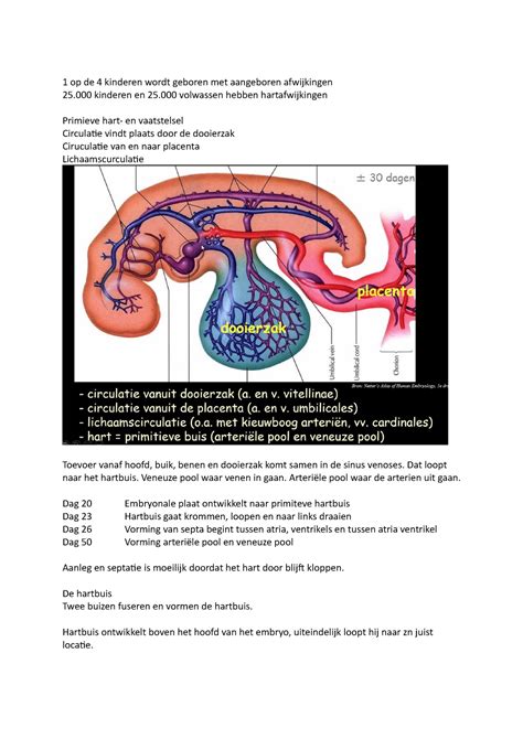 Vorm En Functie Hoorcollege 6 Embryologie Cardiovasculair Systeem 1