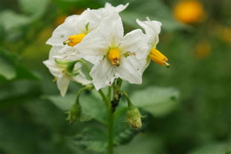 Solanum Tuberosum