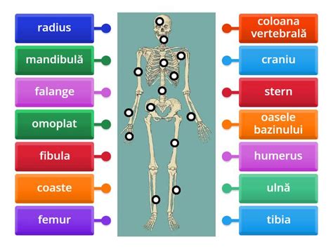 Scheletul Uman Oase Grupa1 Labelled Diagram