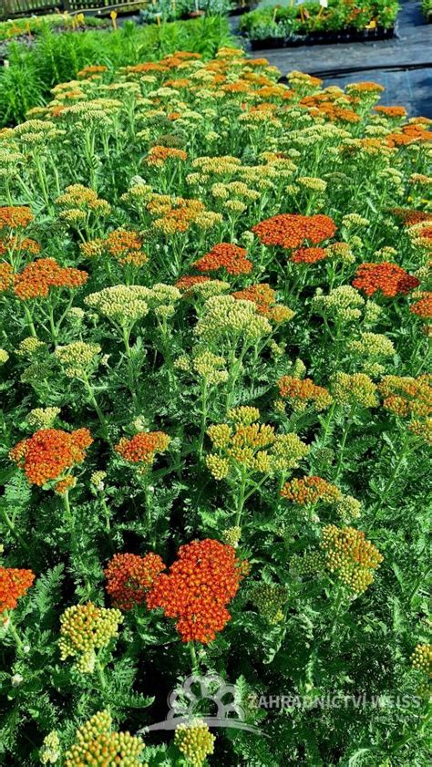 Achillea Millefolium Sassy Summer Sunset Rodinné Zahradnictví V Oticích