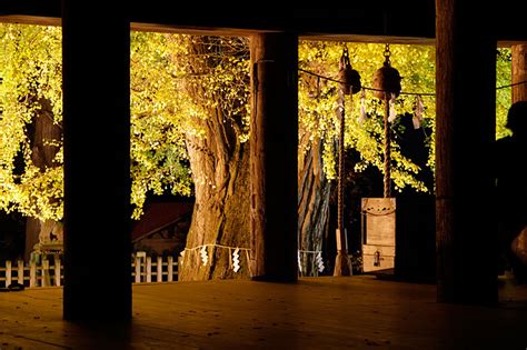 長床の大イチョウ（新宮熊野神社）の紅葉｜紅葉情報2024