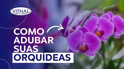 Como adubar suas orquídeas YouTube