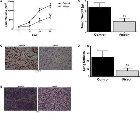 Frontiers Fisetin Inhibited Growth And Metastasis Of Triple Negative