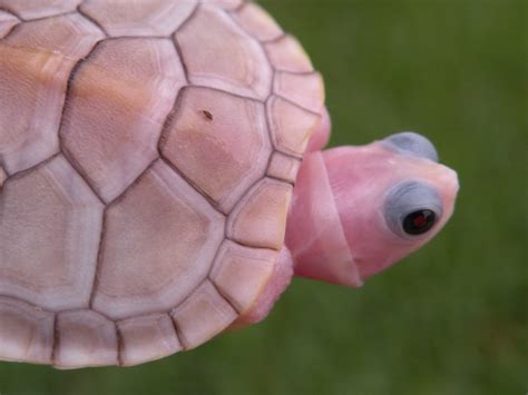 Caramel Pink Red Eared Sliders For Sale Albino Turtles