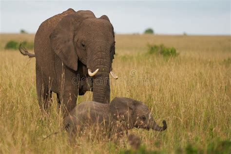 Elephant Baby Amboseli Big Five Safari Baby African Bush Elephant