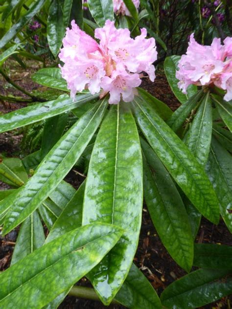 Rhododendron Jingangshanicum RSBG Rhododendron Species Botanical Garden