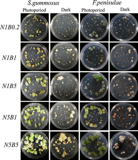 Callus Induction On Cotyledon Hypocotyl And Root Explants Of S