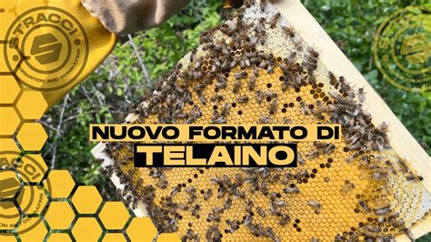 Nuovo Formato Di Telaino Ed Una Genetica Molto Forte Su Questo Nucleo