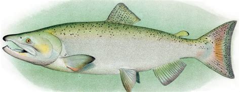 Salmon Characteristics Types Properties And More