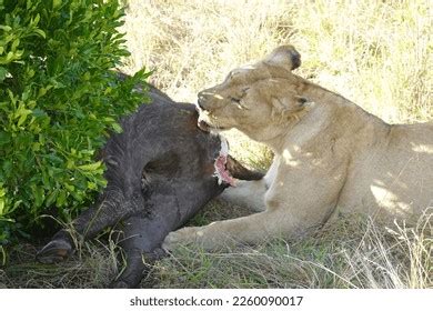 Kenya Masai Mara Lion Eating Buffalo Stock Photo 2260090017 Shutterstock