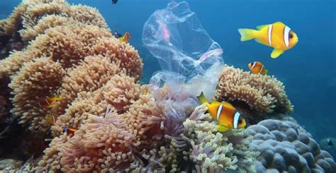 How Does Plastic Pollution Impact Coral Reefs? - ReefCause