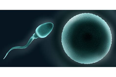 Remember Sperm And Eggs Are Created Through Meiosis