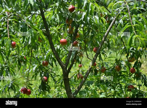 Li Guangtao Nectarine Hi Res Stock Photography And Images Alamy