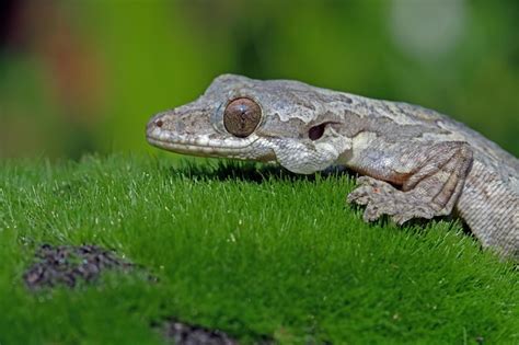 Premium Photo | Baby Flying gecko on dry leaves flying gecko camouflage on moss