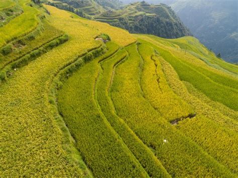 Premium Photo | Beautiful terrace rice field with small houses in china