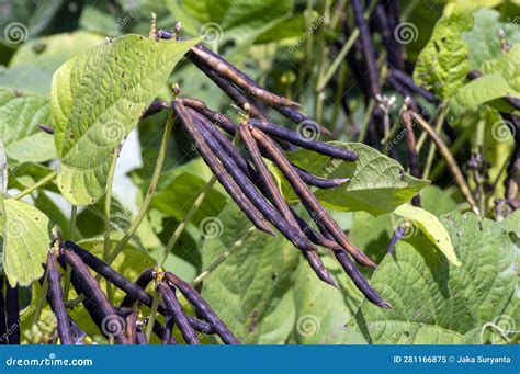 Kacang Hijau Vaina Frijol Verde Mung Frijol Vigna Radiata Planta