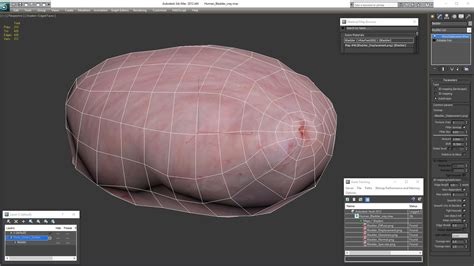 Human Bladder D Model Ds Blend C D Fbx Ma Obj Max Free D