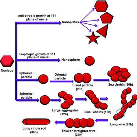 A Electrostatic Stabilization Of Gold Nanoparticles B Steric