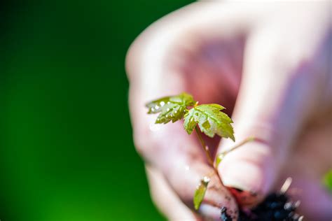 How Long Does It Take A Maple Tree To Grow Hunker