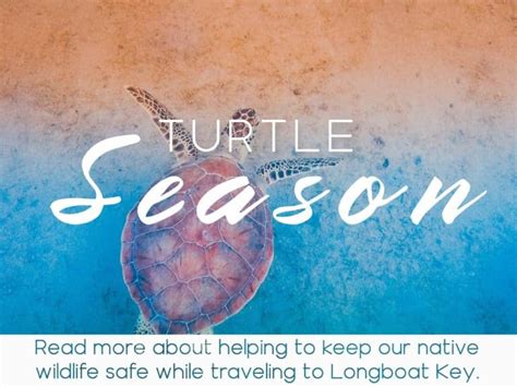 Sea Turtle Season Is Back Florida Vacation Rental Info