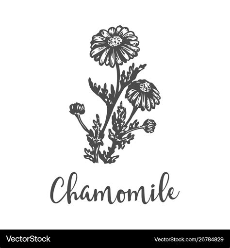 Herb Medicinal Chamomile Hand Drawn Sketch Of Vector Image