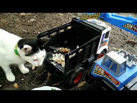 Mochi Kucing Lucu Menangkap Ikan Chana Di Atas Truk Oleng Langsung