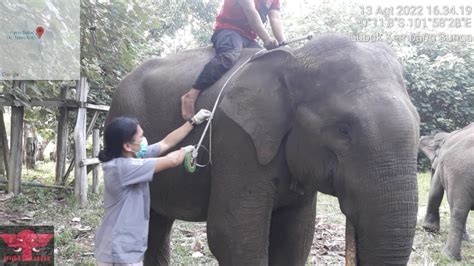 10 EKOR GAJAH FLYING SQUAD TN TESSO NILO TERIMA PEMERIKSAAN KESEHATAN