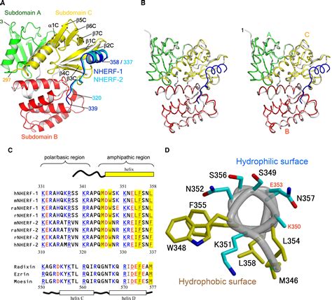 Structural Basis For Nherf Recognition By Erm Proteins Structure