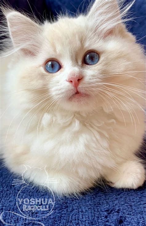 Yo Soy Ragdoll Blue Bicolor Lynks En 2024 Gatos Bonitos Gatitos