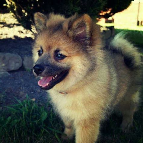 Puppy Lawson throwback pomeranian | Cute dogs, Pomeranian dog, Cute ...