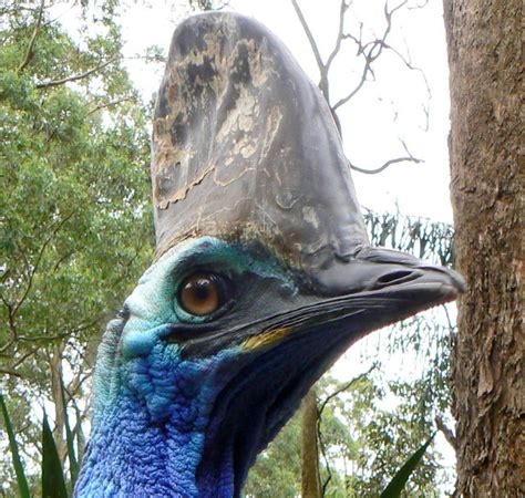 The Southern Cassowary The Most Dangerous Bird On Earth The Ark In Space